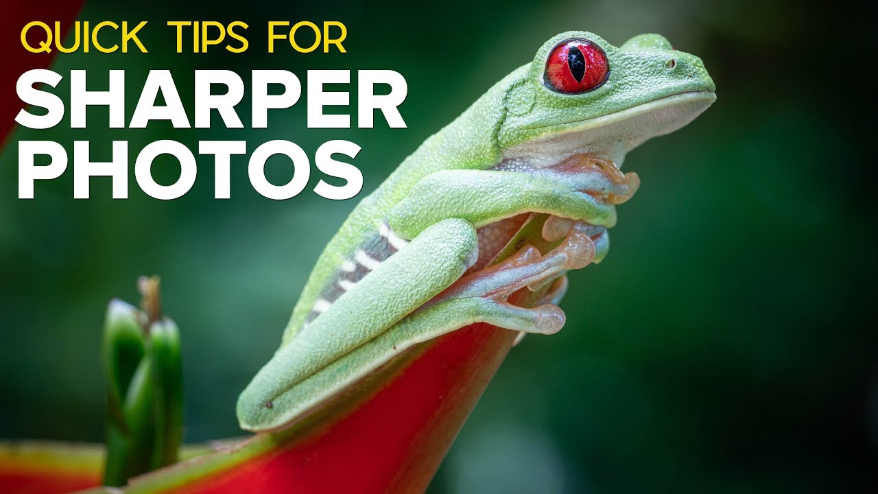 Camera Settings That Actually Get You Sharper Wildlife and Action Shots (No Tripod Required)