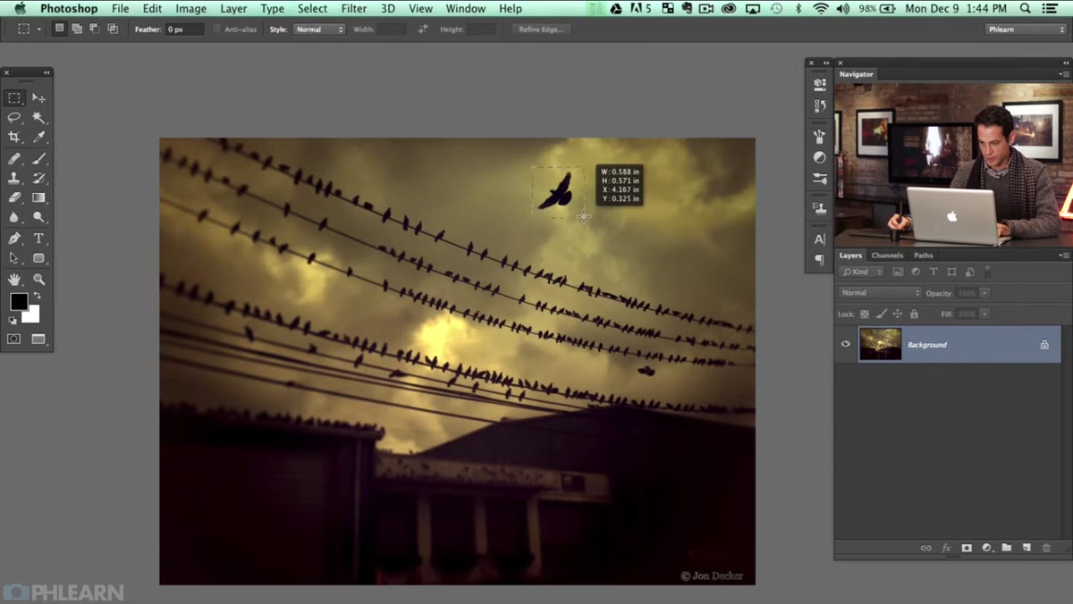 Marquee tool selection drawn loosely around a single bird