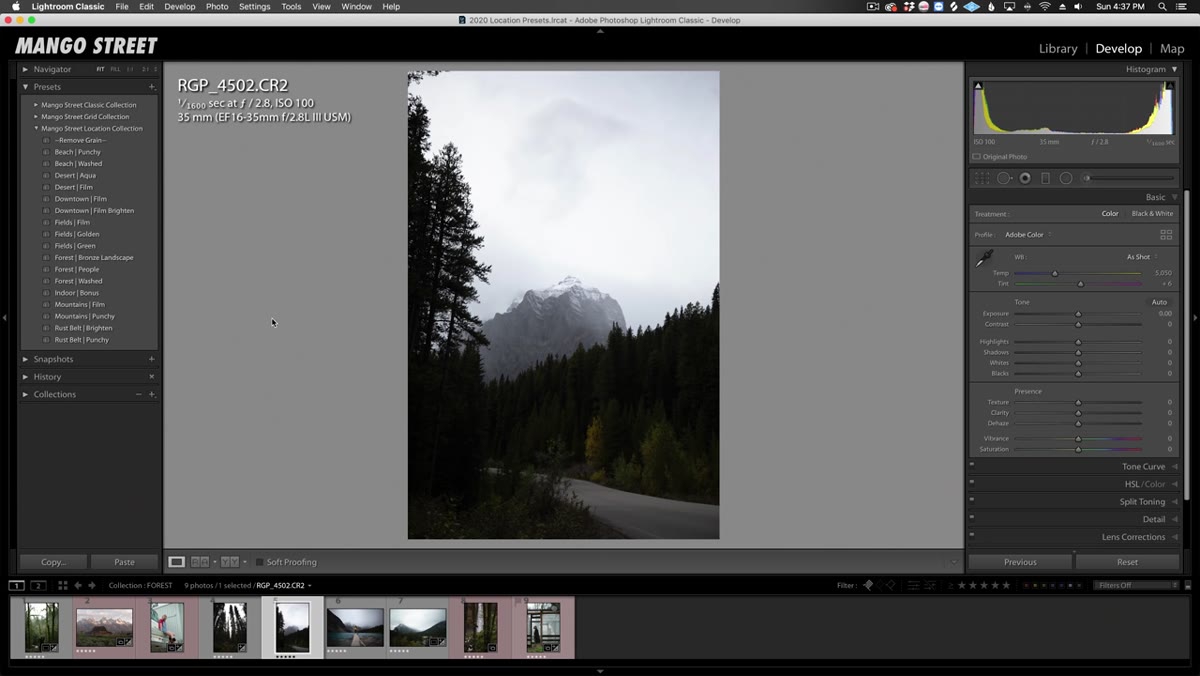 Forest Bronze Landscape preset applied to wooded road photo