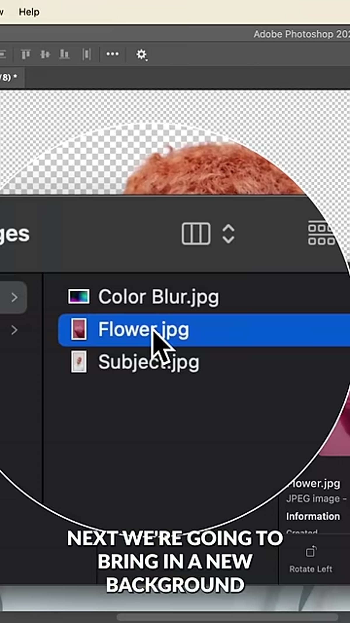 Dragging a flower photograph into Photoshop behind the subject layer